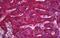 Solute Carrier Family 13 Member 5 antibody, MBS246619, MyBioSource, Immunohistochemistry paraffin image 