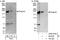 PEAK1 Related, Kinase-Activating Pseudokinase 1 antibody, A302-675A, Bethyl Labs, Immunoprecipitation image 