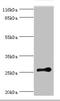 RAB3C, Member RAS Oncogene Family antibody, orb351749, Biorbyt, Western Blot image 