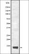 Small EDRK-Rich Factor 2 antibody, orb337606, Biorbyt, Western Blot image 