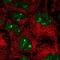 Importin 11 antibody, NBP2-49505, Novus Biologicals, Immunofluorescence image 