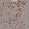 BDCA-2 antibody, PA5-56145, Invitrogen Antibodies, Immunohistochemistry frozen image 