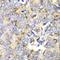 Transcription Factor A, Mitochondrial antibody, LS-C748596, Lifespan Biosciences, Immunohistochemistry frozen image 