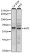 AKT Serine/Threonine Kinase 3 antibody, LS-C747979, Lifespan Biosciences, Western Blot image 