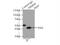 Proteasome 26S Subunit, Non-ATPase 6 antibody, 12539-1-AP, Proteintech Group, Immunoprecipitation image 