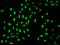 Actin Like 6A antibody, GTX02419, GeneTex, Immunofluorescence image 