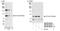 TFIIIC90 antibody, NB100-60432, Novus Biologicals, Western Blot image 