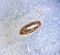 Caldesmon 1 antibody, 846702, BioLegend, Immunohistochemistry paraffin image 