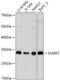 Sulfatase Modifying Factor 2 antibody, 18-037, ProSci, Western Blot image 