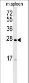 Transmembrane Protein 134 antibody, LS-C161974, Lifespan Biosciences, Western Blot image 