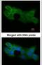Zinc Finger And BTB Domain Containing 24 antibody, PA5-28068, Invitrogen Antibodies, Immunofluorescence image 