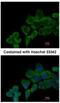 Phospholipase A2 Group XV antibody, NBP2-17193, Novus Biologicals, Immunocytochemistry image 