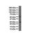 Folate Receptor Alpha antibody, NBP1-69363, Novus Biologicals, Western Blot image 