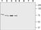 Gamma-Aminobutyric Acid Type A Receptor Epsilon Subunit antibody, PA5-77409, Invitrogen Antibodies, Western Blot image 