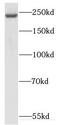 Kinesin Family Member 26B antibody, FNab04559, FineTest, Western Blot image 