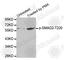 SMAD2 antibody, AP0270, ABclonal Technology, Western Blot image 