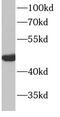 Myogenic Differentiation 1 antibody, FNab05512, FineTest, Western Blot image 