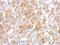 Cytochrome P450 Oxidoreductase antibody, NBP2-16083, Novus Biologicals, Immunohistochemistry frozen image 