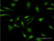 Cryptochrome Circadian Regulator 2 antibody, LS-C196969, Lifespan Biosciences, Immunofluorescence image 