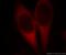 Elongation factor 1-delta antibody, 60085-1-Ig, Proteintech Group, Immunofluorescence image 