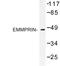 Basigin (Ok Blood Group) antibody, LS-C177014, Lifespan Biosciences, Western Blot image 