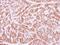 FA Complementation Group E antibody, NBP2-16428, Novus Biologicals, Immunohistochemistry frozen image 