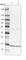 Small Nuclear Ribonucleoprotein D2 Polypeptide antibody, HPA041437, Atlas Antibodies, Western Blot image 