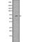 Solute Carrier Family 27 Member 1 antibody, PA5-67913, Invitrogen Antibodies, Western Blot image 