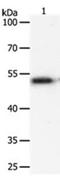 SRY-Box 1 antibody, orb107583, Biorbyt, Western Blot image 