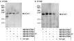 B-TFIID TATA-Box Binding Protein Associated Factor 1 antibody, NB100-57503, Novus Biologicals, Western Blot image 