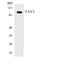 Vav Guanine Nucleotide Exchange Factor 3 antibody, LS-C200813, Lifespan Biosciences, Western Blot image 