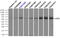 Lipase G, Endothelial Type antibody, TA501000, Origene, Immunoprecipitation image 