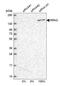 RRN3 Homolog, RNA Polymerase I Transcription Factor antibody, NBP2-13267, Novus Biologicals, Western Blot image 