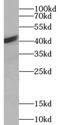 Actin Alpha Cardiac Muscle 1 antibody, FNab00326, FineTest, Western Blot image 