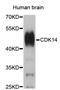 Cyclin Dependent Kinase 14 antibody, STJ24966, St John