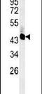 UBA Domain Containing 2 antibody, PA5-25216, Invitrogen Antibodies, Western Blot image 