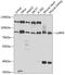 La Ribonucleoprotein Domain Family Member 4 antibody, A08588, Boster Biological Technology, Western Blot image 