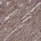 Integrin Subunit Alpha 7 antibody, NBP1-86118, Novus Biologicals, Immunohistochemistry paraffin image 