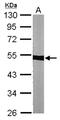 Tubulin Alpha 1b antibody, NBP1-32959, Novus Biologicals, Western Blot image 