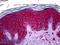 c-Kit antibody, LS-B6059, Lifespan Biosciences, Immunohistochemistry paraffin image 