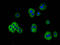 Transient Receptor Potential Cation Channel Subfamily V Member 3 antibody, LS-C681619, Lifespan Biosciences, Immunofluorescence image 