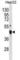 LIM Homeobox 4 antibody, abx031064, Abbexa, Western Blot image 