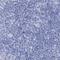 Acrosomal Vesicle Protein 1 antibody, NBP2-34054, Novus Biologicals, Immunohistochemistry paraffin image 