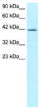 Nuclear Transcription Factor Y Subunit Alpha antibody, TA329233, Origene, Western Blot image 