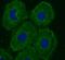 Torsin-1A-interacting protein 2 antibody, FNab08872, FineTest, Immunofluorescence image 