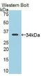 CD163 antibody, MBS2002979, MyBioSource, Western Blot image 