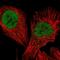 Transcription Elongation Factor A3 antibody, NBP2-58254, Novus Biologicals, Immunofluorescence image 