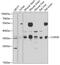 COP9 Signalosome Subunit 6 antibody, 22-676, ProSci, Western Blot image 