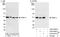 Thyroid Hormone Receptor Interactor 13 antibody, A303-607A, Bethyl Labs, Immunoprecipitation image 