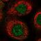 Rhophilin Rho GTPase Binding Protein 1 antibody, PA5-55039, Invitrogen Antibodies, Immunofluorescence image 
